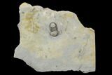 Bumastus Ioxus Trilobite - New York #120097-1